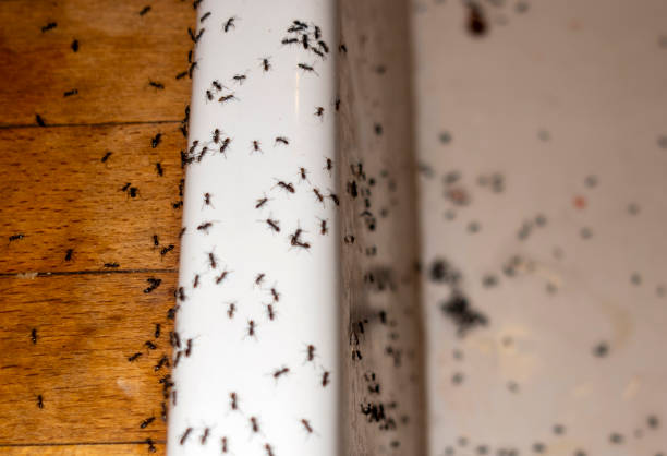 Best Flea Control Services  in Shawsville, VA