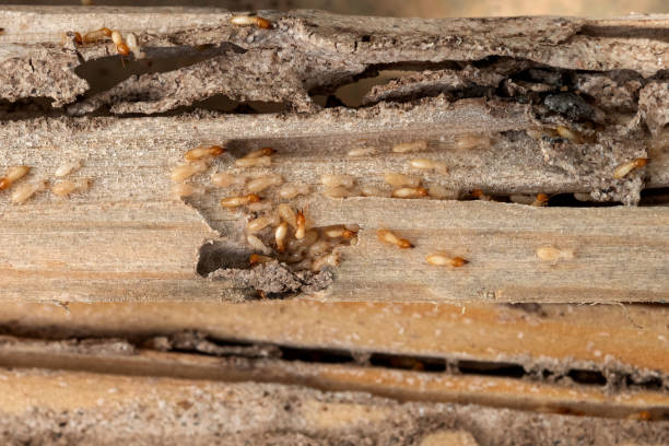 Best Pest Control Near Me in Shawsville, VA